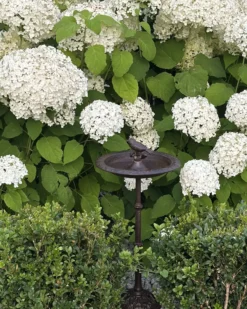 Fuglebad SWALLOW Brun