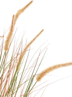 Kunstig plante BRISTLEGRASS 120 cm Orange
