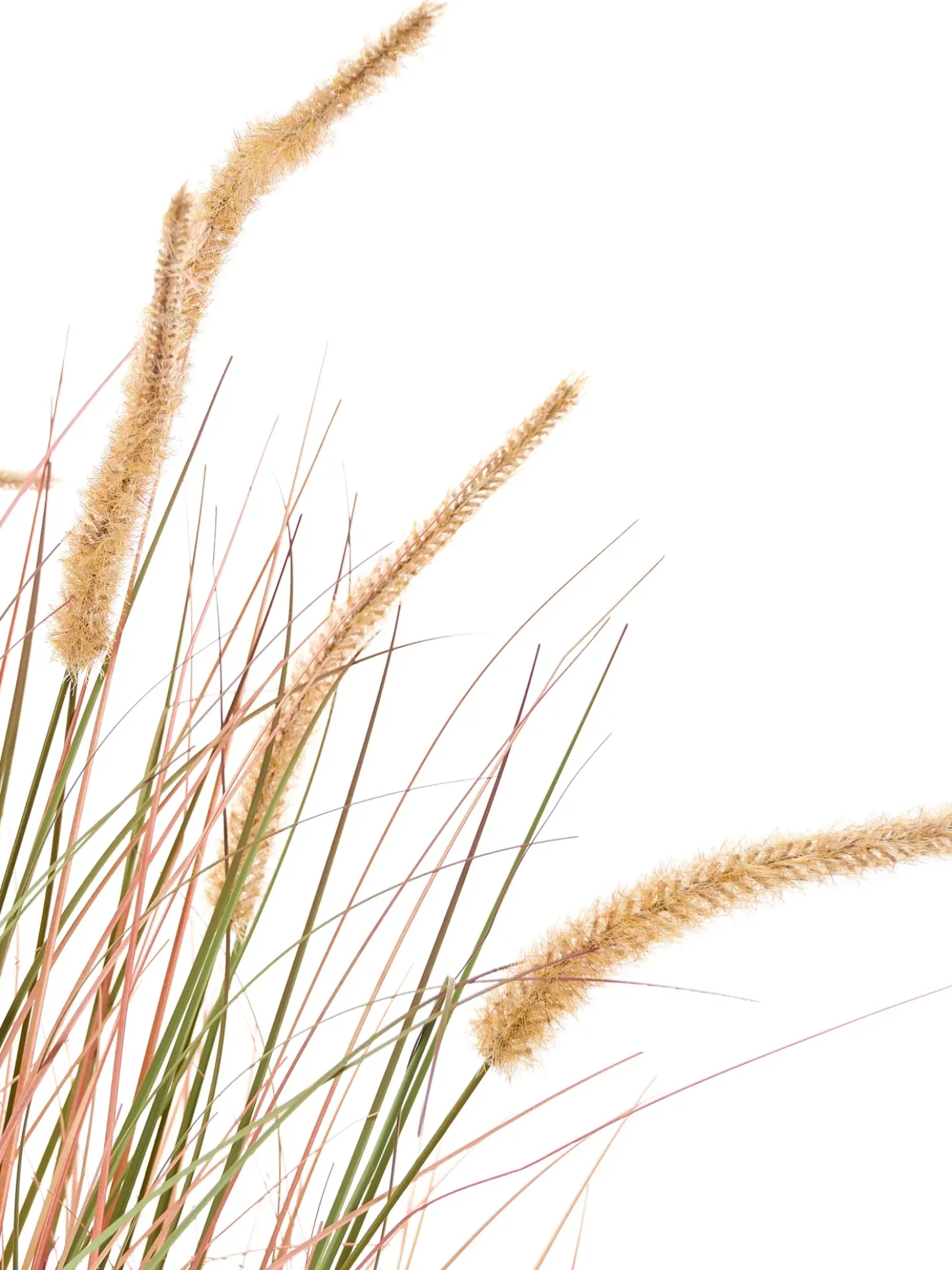 Kunstig plante BRISTLEGRASS 120 cm Orange
