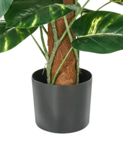 Kunstig plante DIEFFENBACHIA 152 cm Grøn