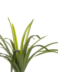 Kunstig plante DRACAENA ANITA 147 cm Grøn