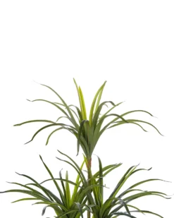 Kunstig plante DRACAENA ANITA 147 cm Grøn