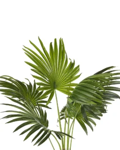Kunstig plante FAN PALM 100 cm Grøn