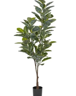 Kunstig plante FICUS ELASTICA 160 cm Grøn