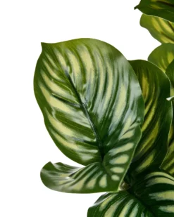 Kunstig plante ORBIFOLIA 50 cm Grøn