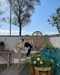 Påfuglestol FLORENTINE II Rattan Naturlig