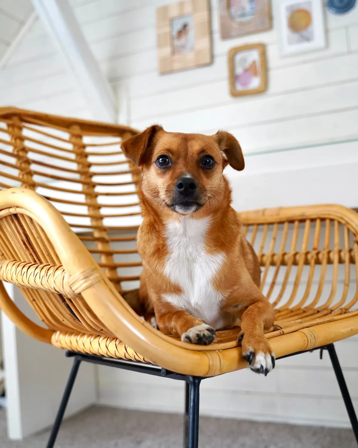 Spisebordsstol CANORA Rattan Naturlig