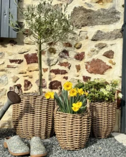 Sæt af 3 flet kurve til planter AUCUBA 26/34/44 cm Lysebrun