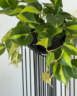 Sæt af 2 forhøjede plantekrukker FICARIA Metal 22 cm Sort