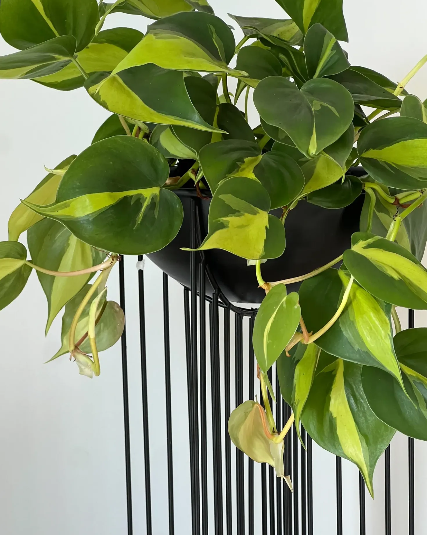 Sæt af 2 forhøjede plantekrukker FICARIA Metal 22 cm Sort