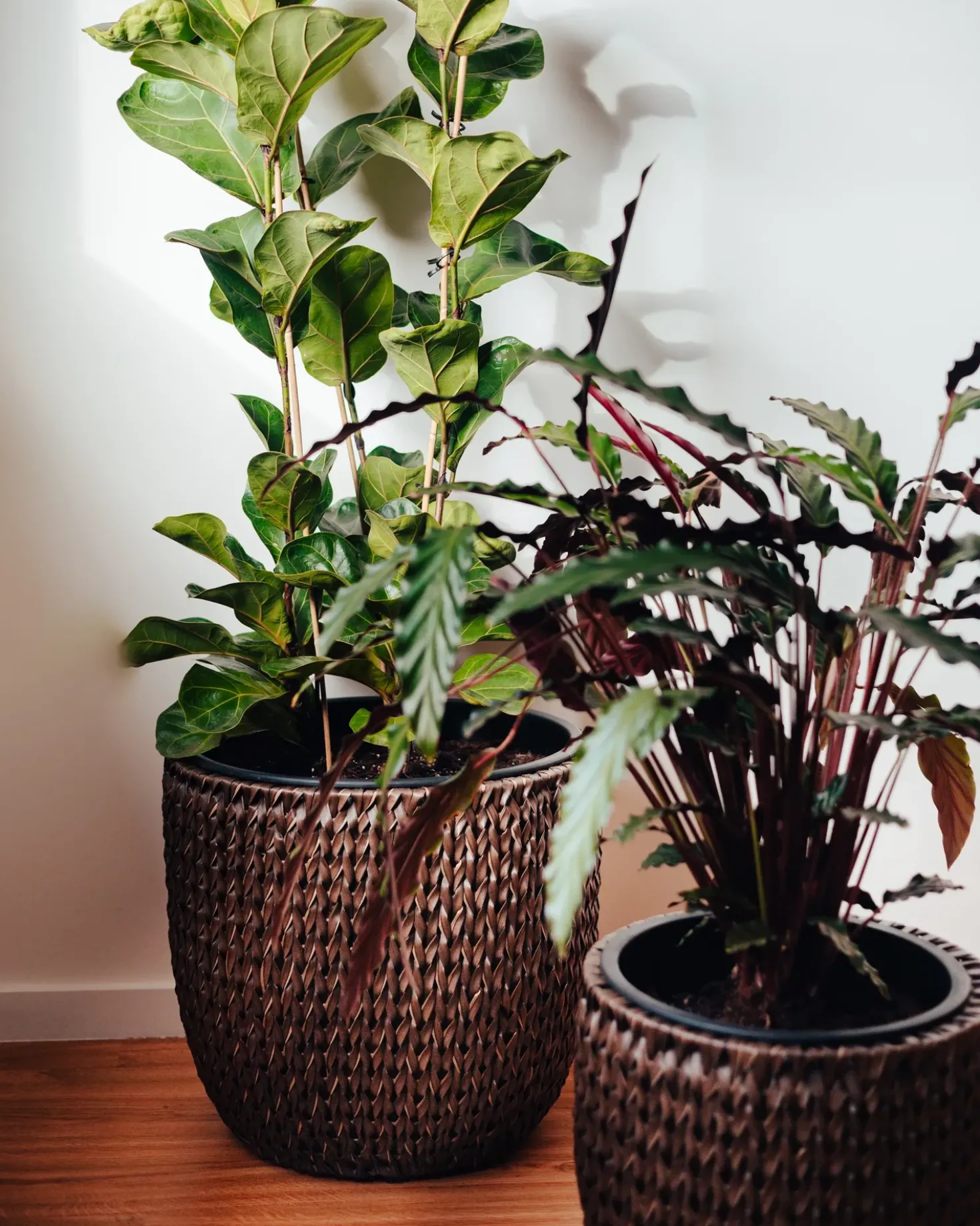 Sæt med 2 plantekrukker BERBERIS 34/45 cm Mørkebrun PE-rattan